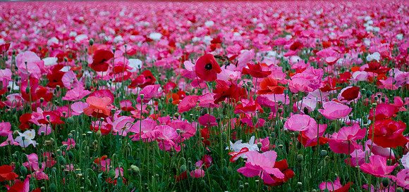 Poppy Fields outside Silver Falls State Park, Oregon | Pono Imag