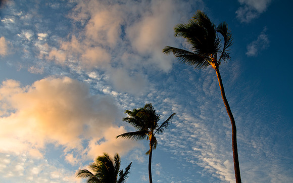 Sunset Palms - Kahana, Maui, Hawai'I | Pono Images