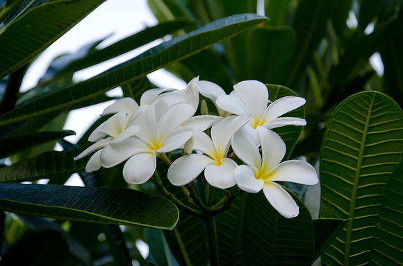 Plumeria at Kuleana, Maui, HI | Pono Images