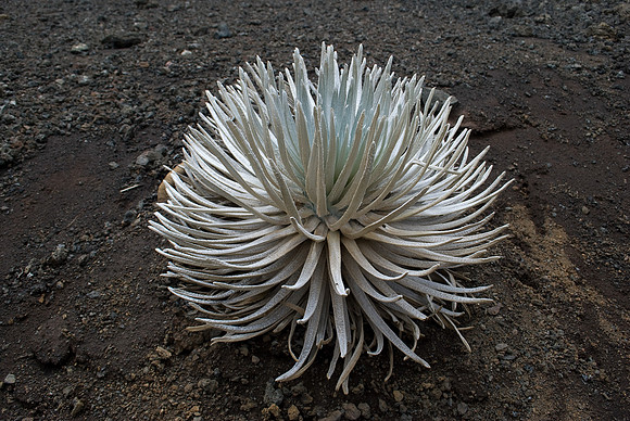 Silversward Trail, Haleakala Crater, Maui | Pono Images
