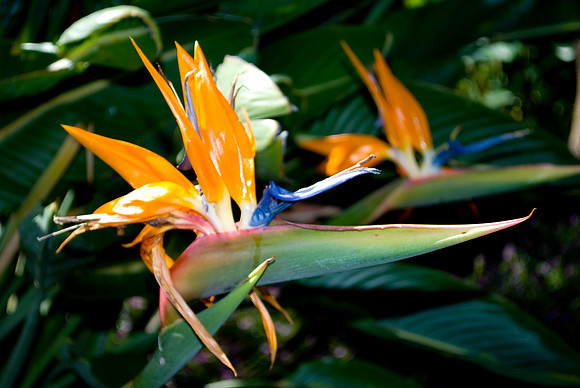 Bird of Paradise | Pono Images