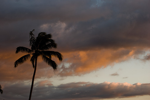 Sunset Palm - Kuleana Resort, Maui | Pono Images