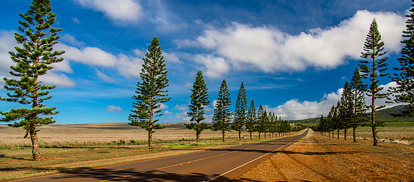 On the road to Lanai City